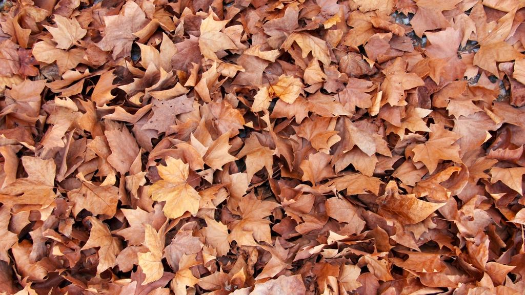 Fallen maple leaves in autumn colours lying on the ground.